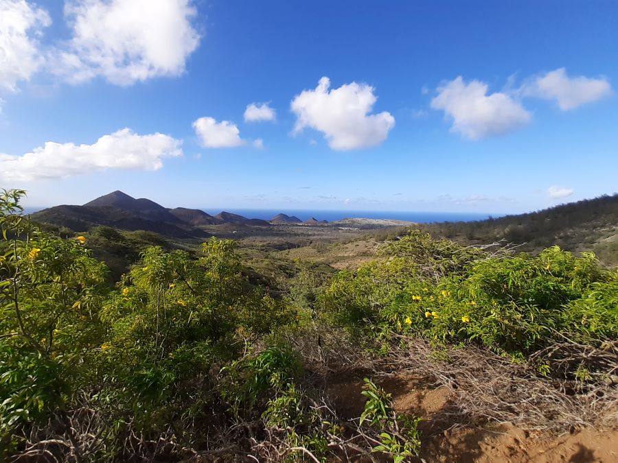 Montane Mist Region – Ascension Island Government